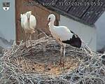 Capi_Dubne_20260731_190502.jpg