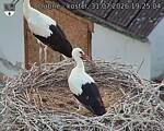 Capi_Dubne_20260731_192504.jpg