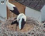 Capi_Dubne_20260731_193002.jpg