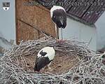 Capi_Dubne_20260731_195004.jpg