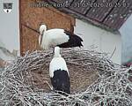 Capi_Dubne_20260731_202503.jpg