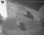 Capi_Dubne_20260731_213502.jpg
