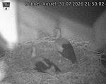 Capi_Dubne_20260731_215002.jpg