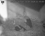 Capi_Dubne_20260731_215503.jpg