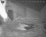 Capi_Dubne_20260801_000502.jpg