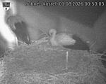 Capi_Dubne_20260801_005003.jpg
