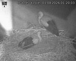 Capi_Dubne_20260801_012003.jpg