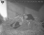 Capi_Dubne_20260801_014002.jpg