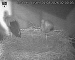 Capi_Dubne_20260801_020003.jpg