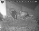 Capi_Dubne_20260801_022002.jpg