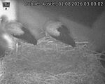 Capi_Dubne_20260801_030002.jpg