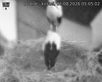 Capi_Dubne_20260801_050502.jpg