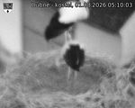 Capi_Dubne_20260801_051003.jpg