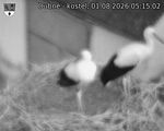 Capi_Dubne_20260801_051502.jpg