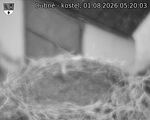 Capi_Dubne_20260801_052003.jpg