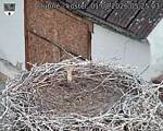Capi_Dubne_20260801_052503.jpg