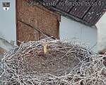 Capi_Dubne_20260801_055003.jpg