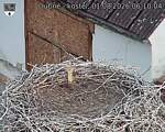 Capi_Dubne_20260801_061004.jpg