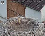 Capi_Dubne_20260801_061503.jpg