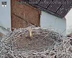 Capi_Dubne_20260801_062003.jpg