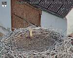 Capi_Dubne_20260801_063504.jpg