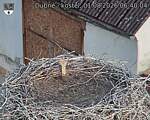 Capi_Dubne_20260801_064004.jpg