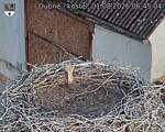 Capi_Dubne_20260801_064504.jpg