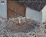 Capi_Dubne_20260801_070004.jpg