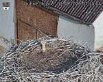 Capi_Dubne_20260801_071504.jpg