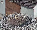 Capi_Dubne_20260801_072503.jpg