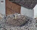 Capi_Dubne_20260801_073004.jpg