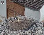 Capi_Dubne_20260801_073505.jpg