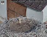Capi_Dubne_20260801_074003.jpg