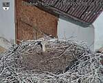 Capi_Dubne_20260801_080003.jpg