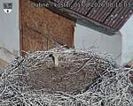 Capi_Dubne_20260801_081003.jpg