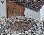 Capi_Dubne_20260801_081504.jpg