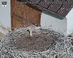 Capi_Dubne_20260801_082003.jpg