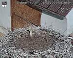 Capi_Dubne_20260801_083004.jpg
