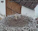 Capi_Dubne_20260801_090004.jpg