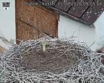 Capi_Dubne_20260801_090504.jpg
