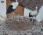 Capi_Dubne_20260801_095004.jpg