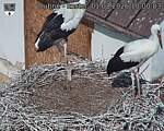 Capi_Dubne_20260801_100003.jpg