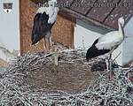 Capi_Dubne_20260801_101003.jpg