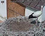 Capi_Dubne_20260801_101504.jpg