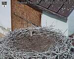 Capi_Dubne_20260801_102003.jpg