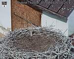 Capi_Dubne_20260801_102503.jpg