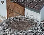 Capi_Dubne_20260801_103003.jpg