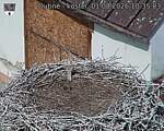 Capi_Dubne_20260801_103503.jpg