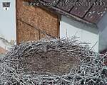 Capi_Dubne_20260801_113003.jpg