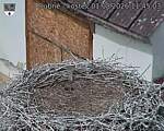 Capi_Dubne_20260801_114503.jpg